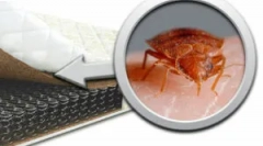 Како да се спаси душекот од bedbugs?